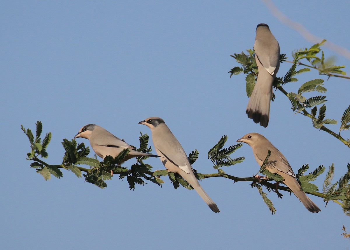 Hipocolio - ML646284325