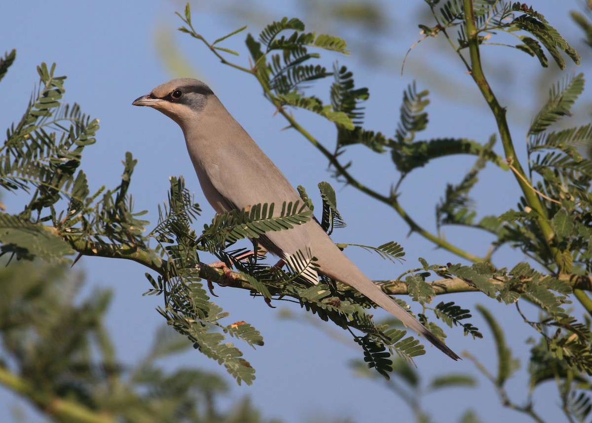 Hipocolio - ML646284326