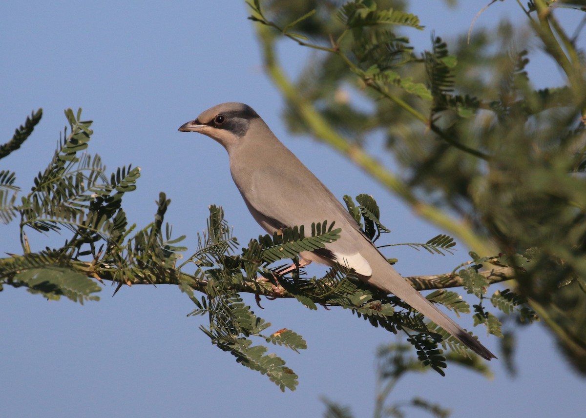 Hipocolio - ML646284327