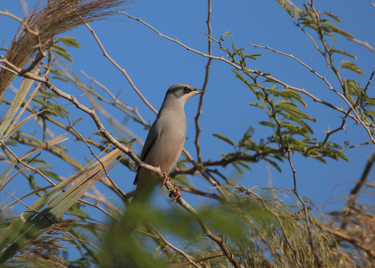Hipocolio - ML646284328