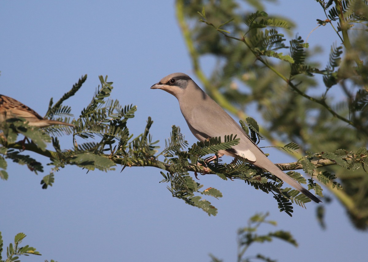 Hipocolio - ML646284329
