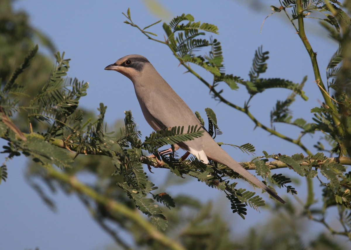 Hipocolio - ML646284330