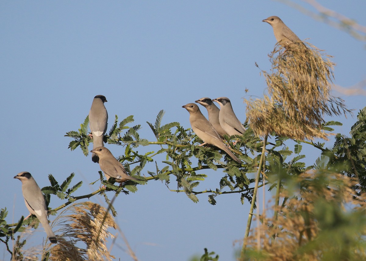 Hipocolio - ML646284331