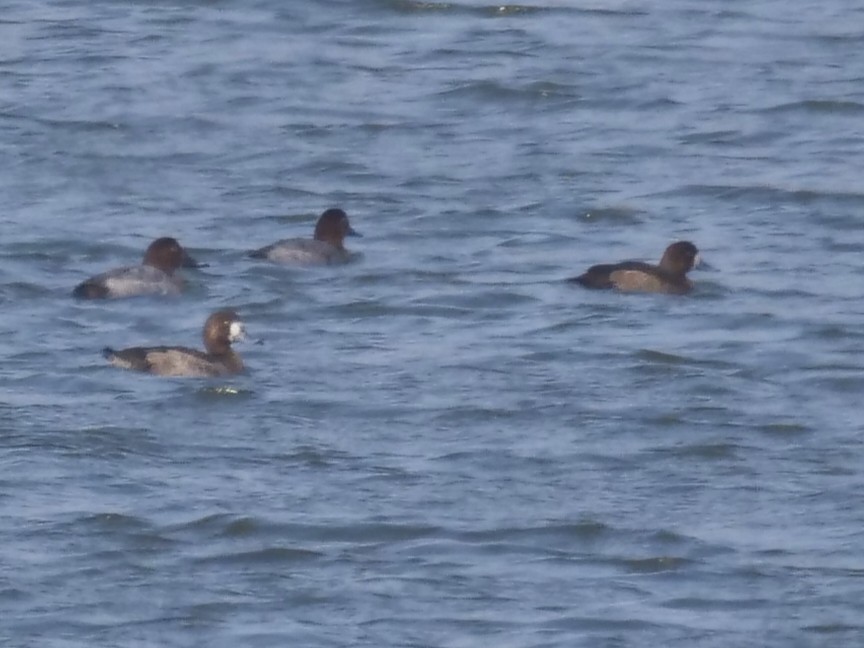 Porrón Bastardo - ML646284332