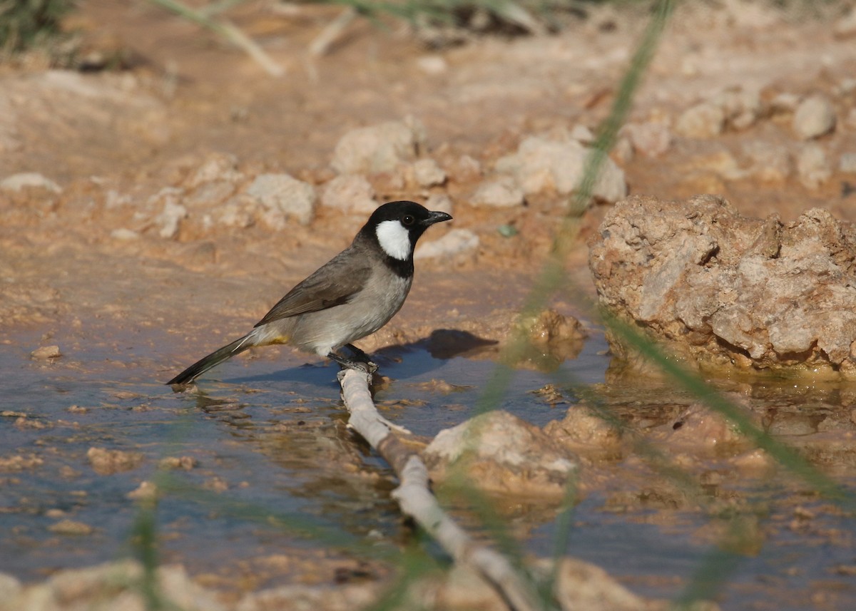 Bulbul Orejiblanco - ML646284333