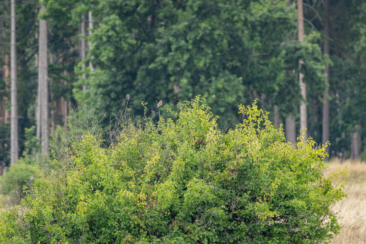 Alcaudón Dorsirrojo - ML646284334
