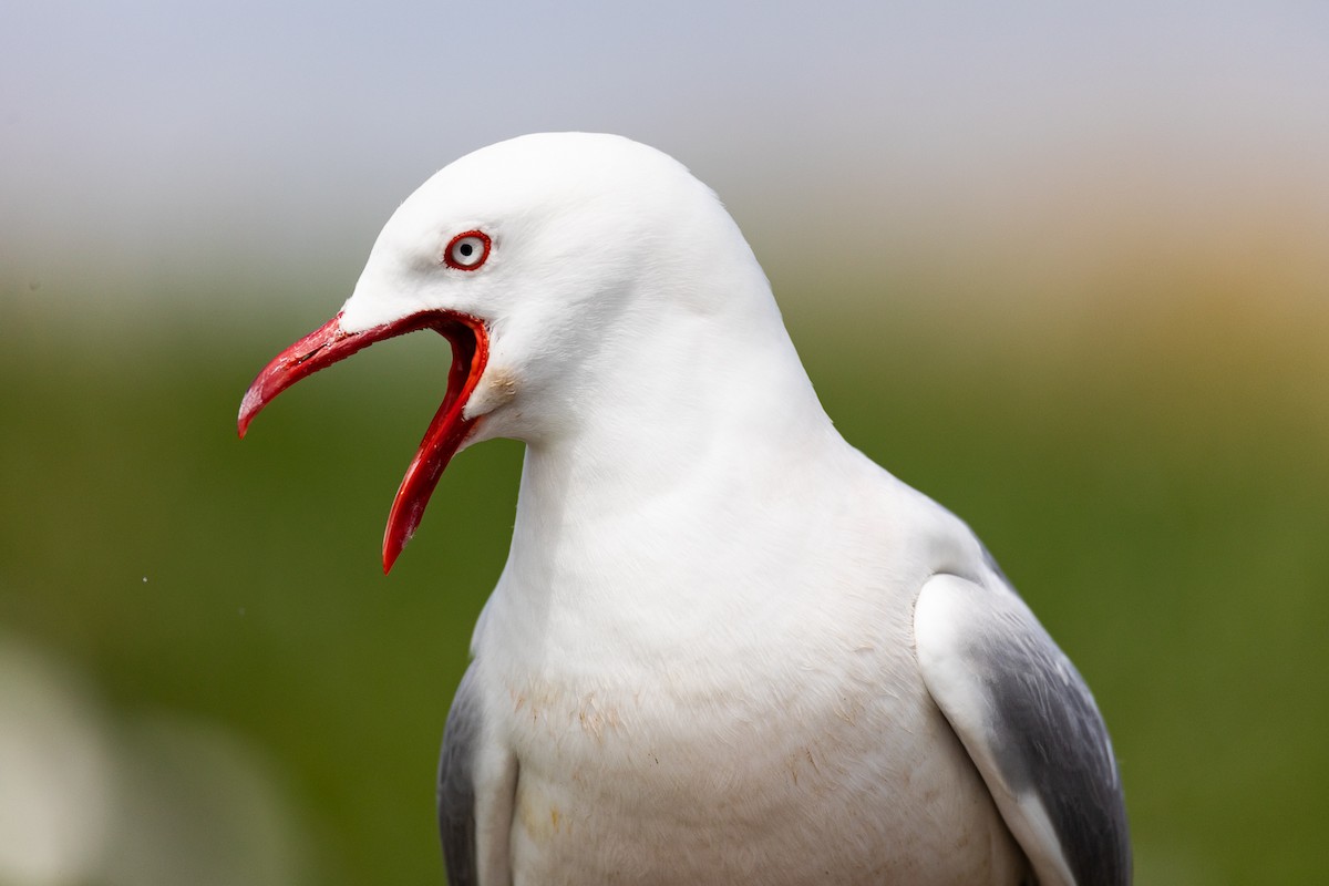 Gaviota Plateada Australiana (Nueva Zelanda) - ML646284335