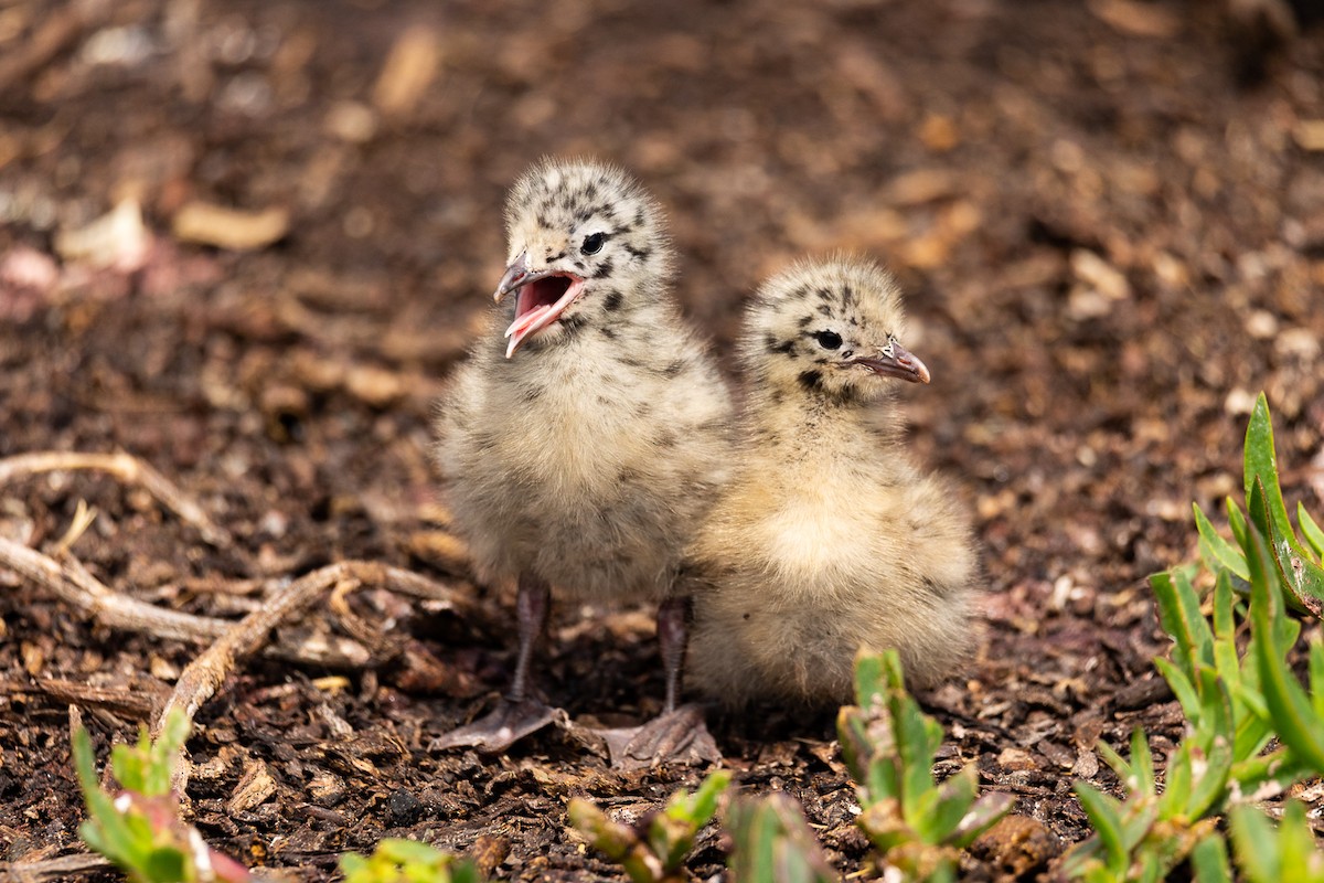 Gaviota Plateada Australiana (Nueva Zelanda) - ML646284336