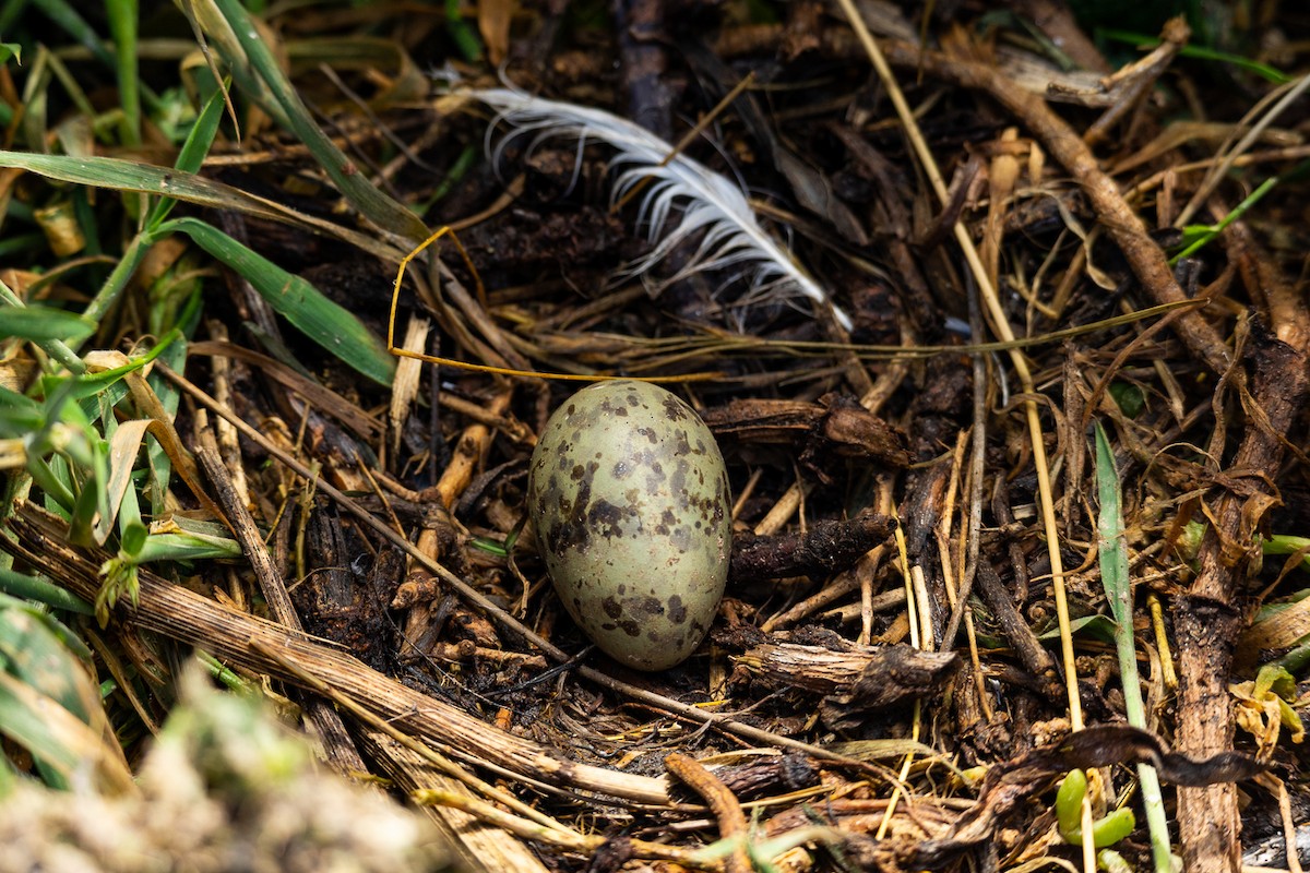 Gaviota Plateada Australiana (Nueva Zelanda) - ML646284337
