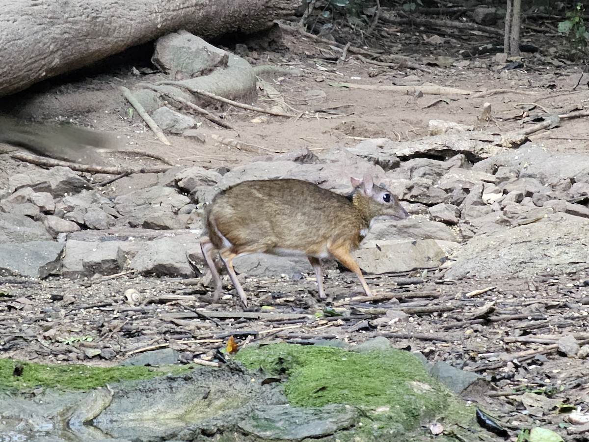 Animals - ML646284340