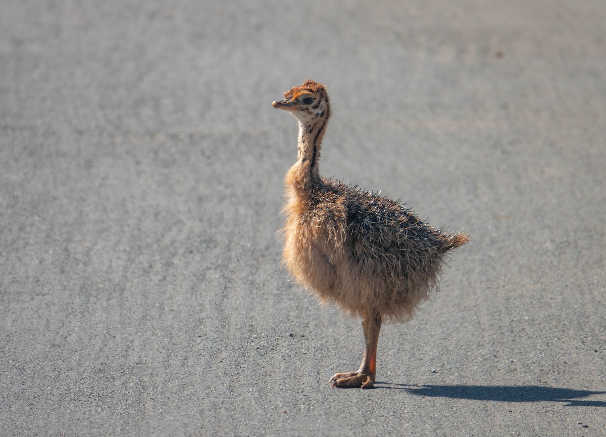 Avestruz Común - ML646284341