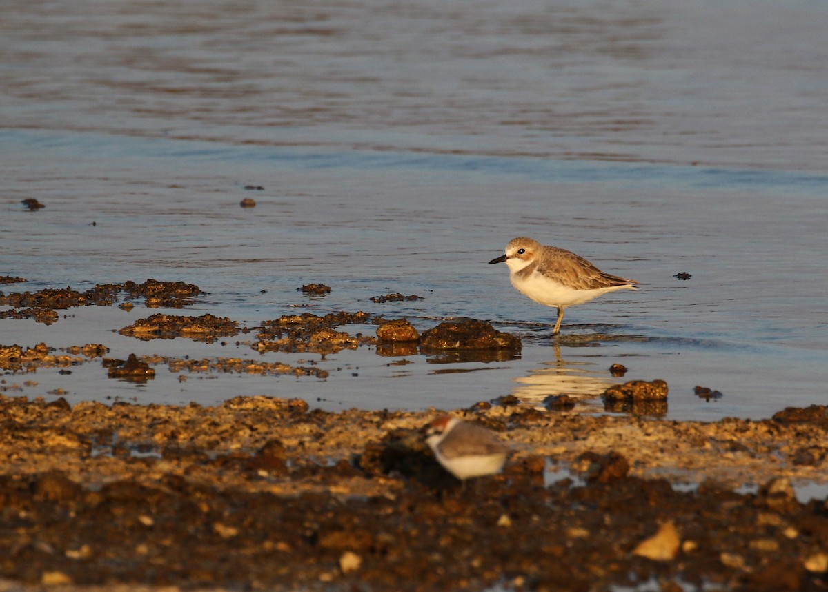 Chorlitejo Mongol - ML646284343