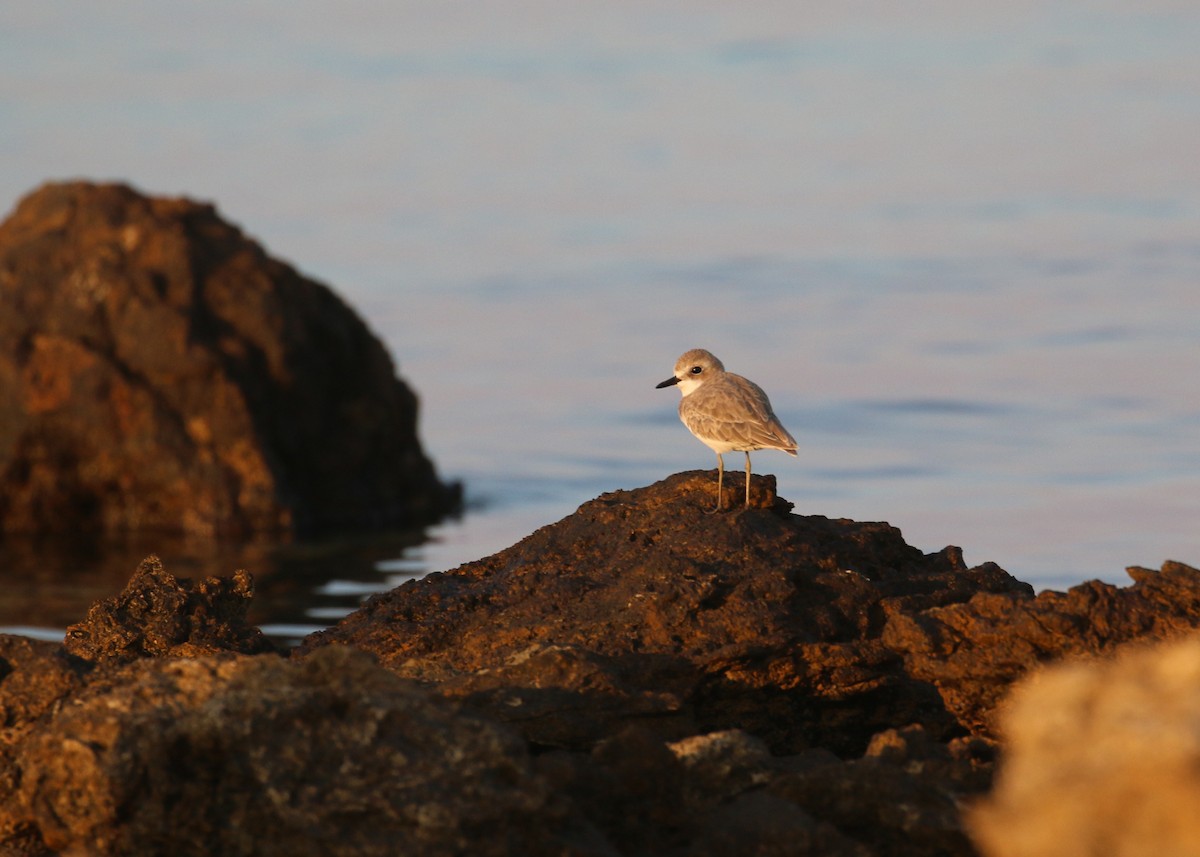 Chorlitejo Mongol - ML646284344