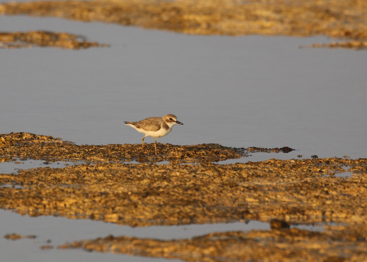 Chorlitejo Mongol - ML646284345