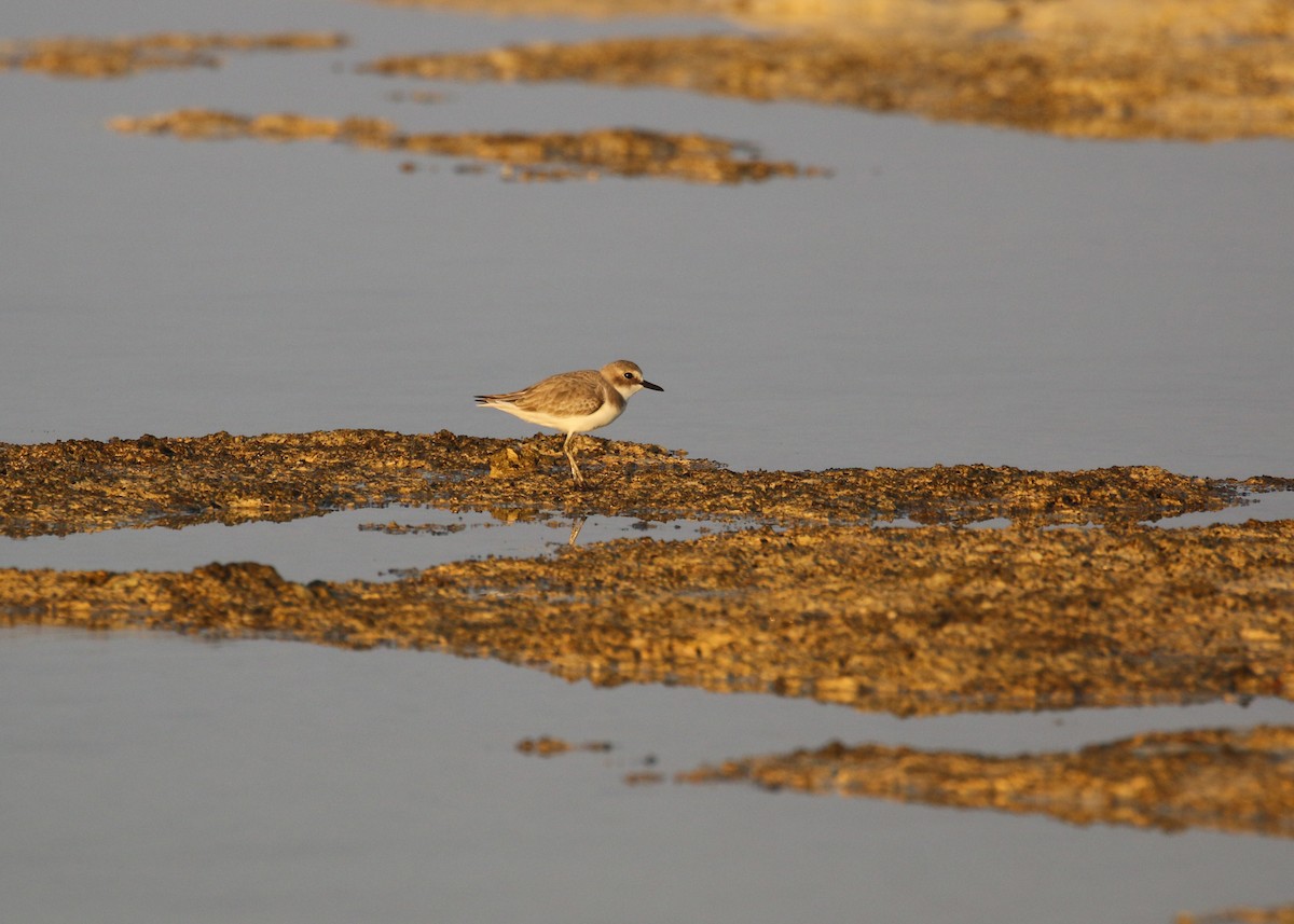 Chorlitejo Mongol - ML646284346