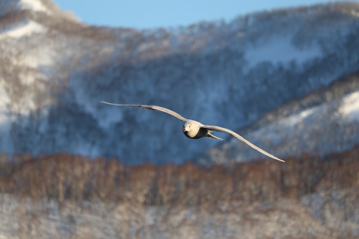 polarmåke - ML646284349