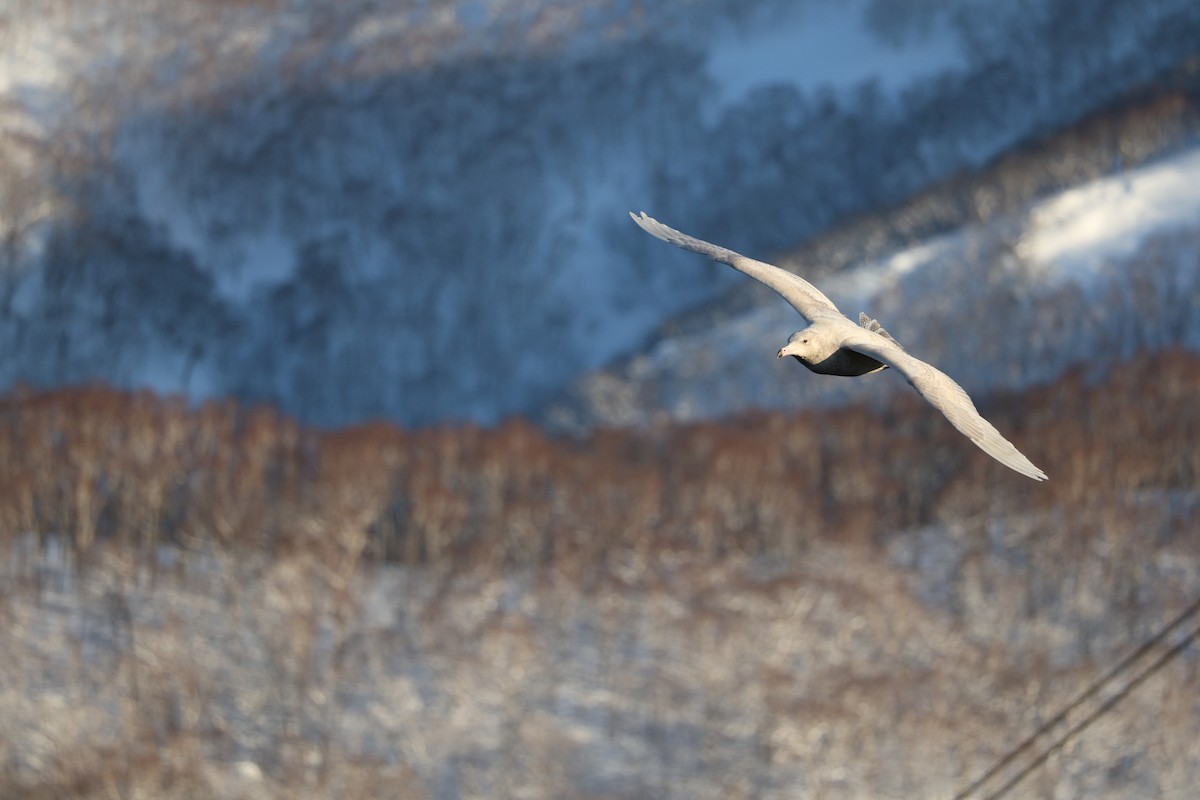 polarmåke - ML646284350