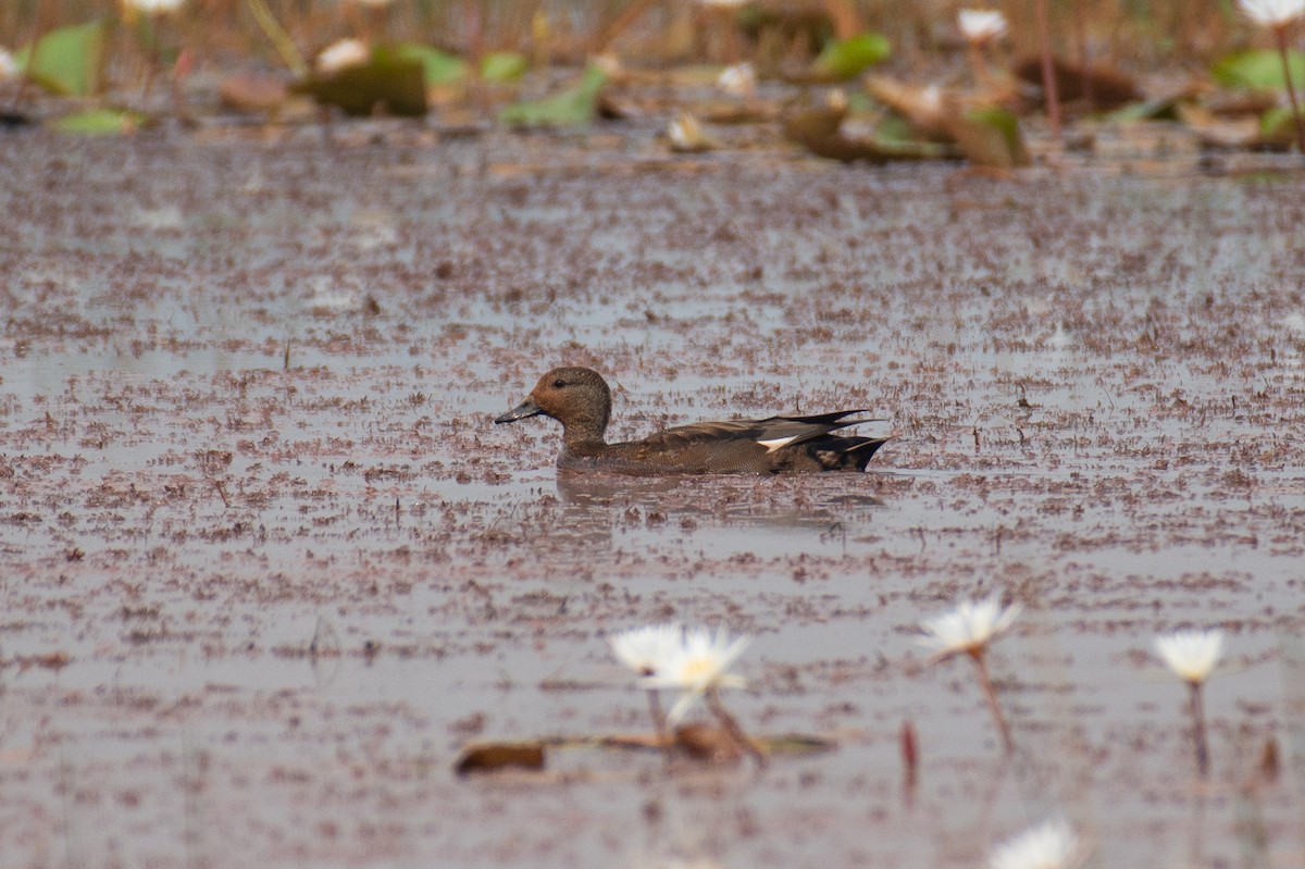 kopřivka obecná - ML646284352