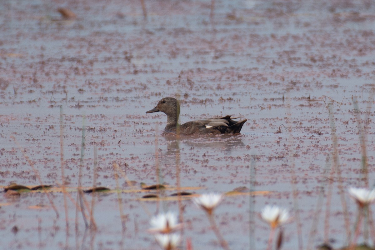 kopřivka obecná - ML646284353