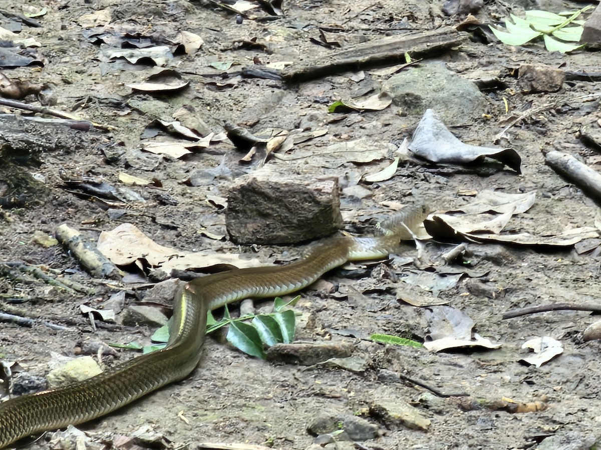 Animals - ML646284354