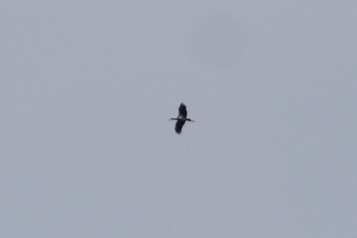 Black Stork - ML646284358