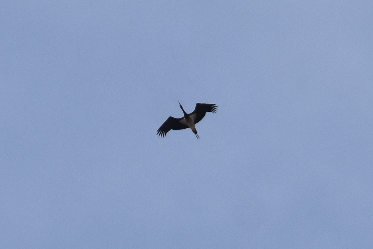 Black Stork - ML646284364