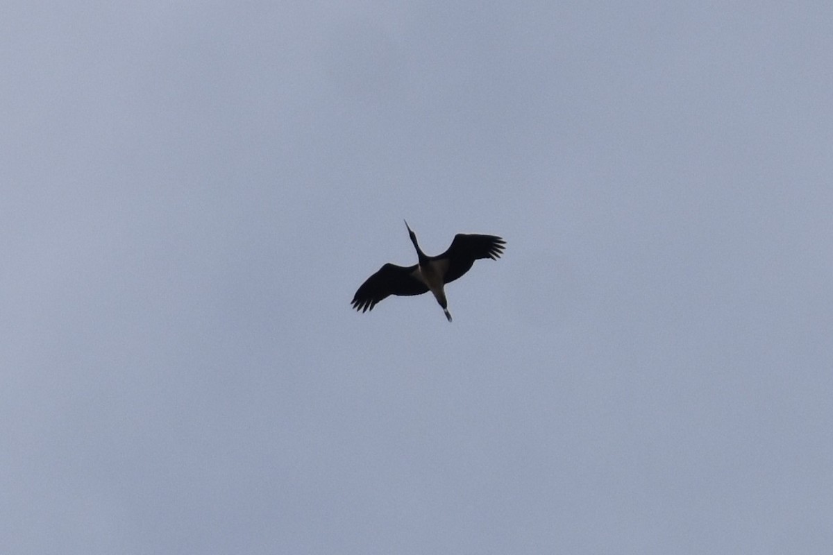 Black Stork - ML646284370