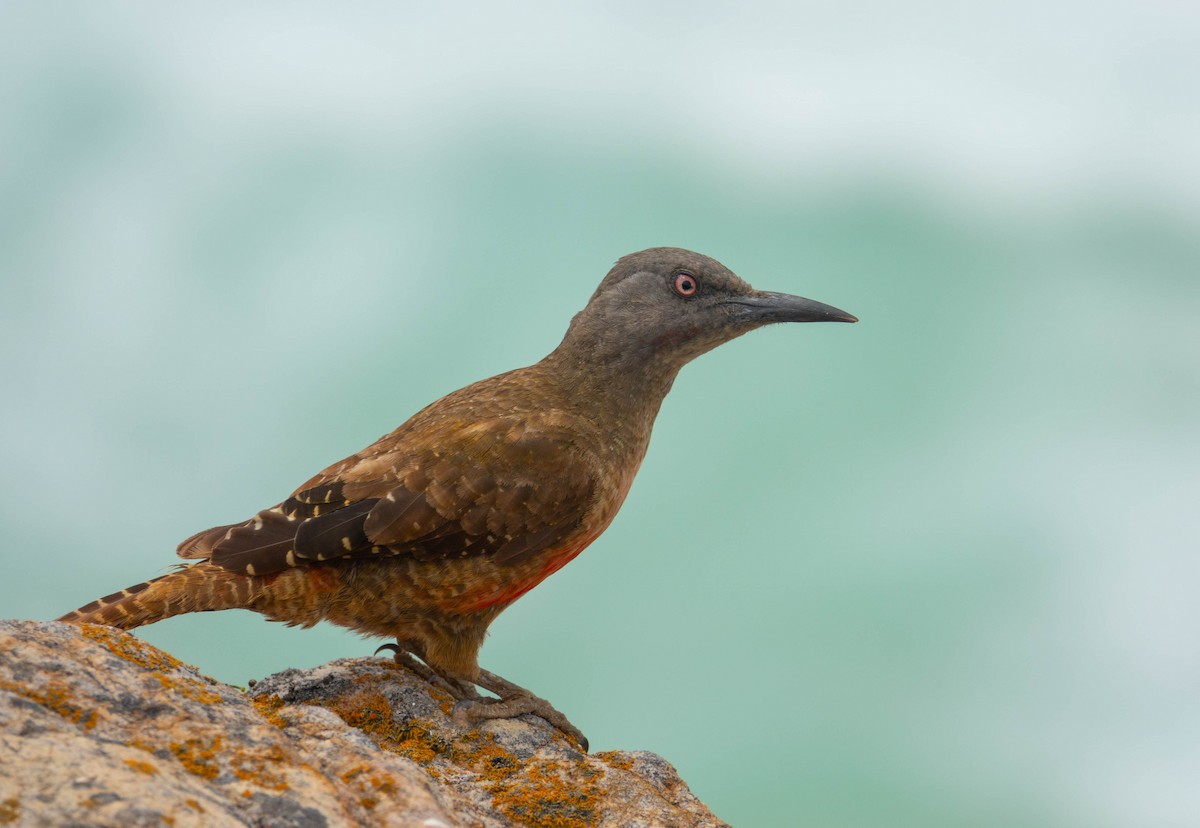 Ground Woodpecker - ML646284380