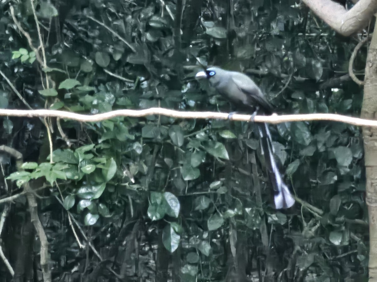 Racket-tailed Treepie - ML646284381