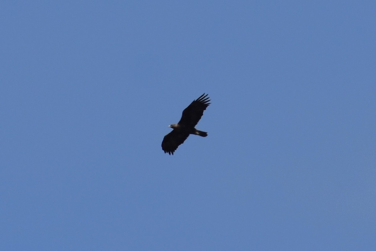 Golden Eagle - ML646284382