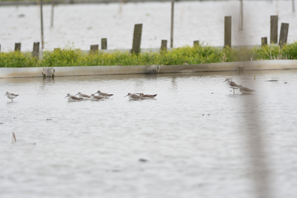 damsnipe - ML646284384