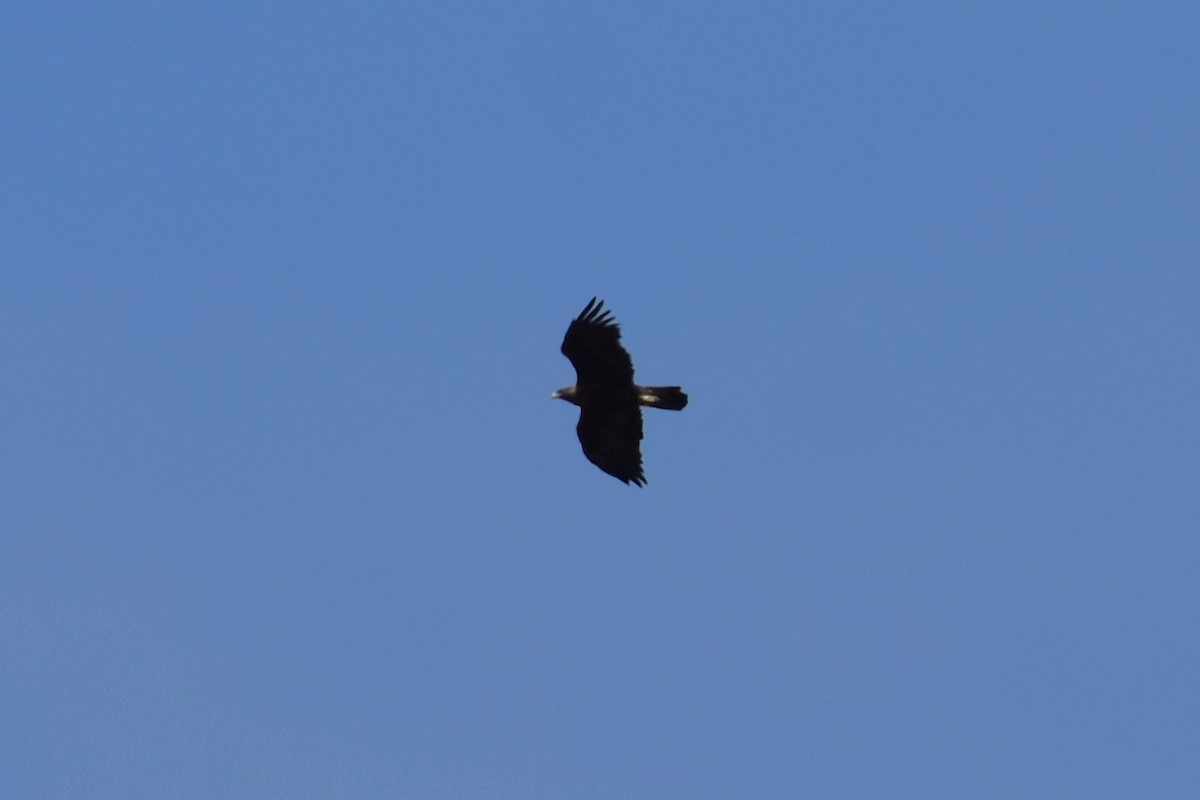 Golden Eagle - ML646284387