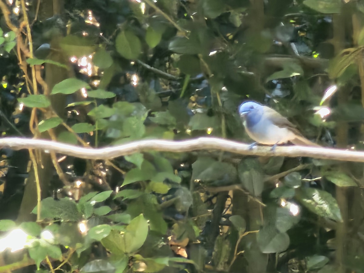 Black-naped Monarch - ML646284388