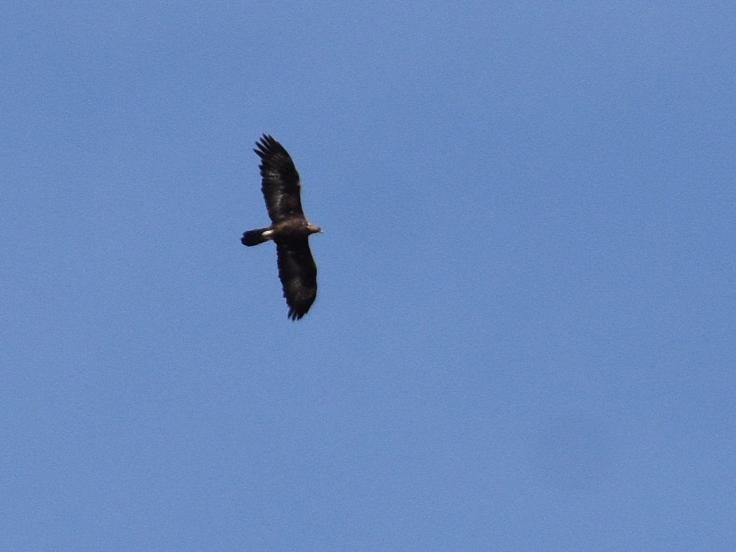 Golden Eagle - ML646284389