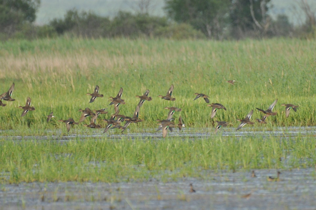 Green-winged Teal - ML646284390