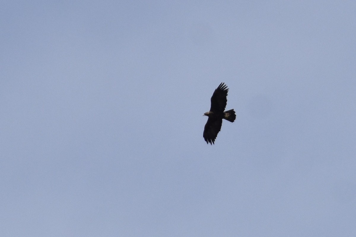 Golden Eagle - ML646284391