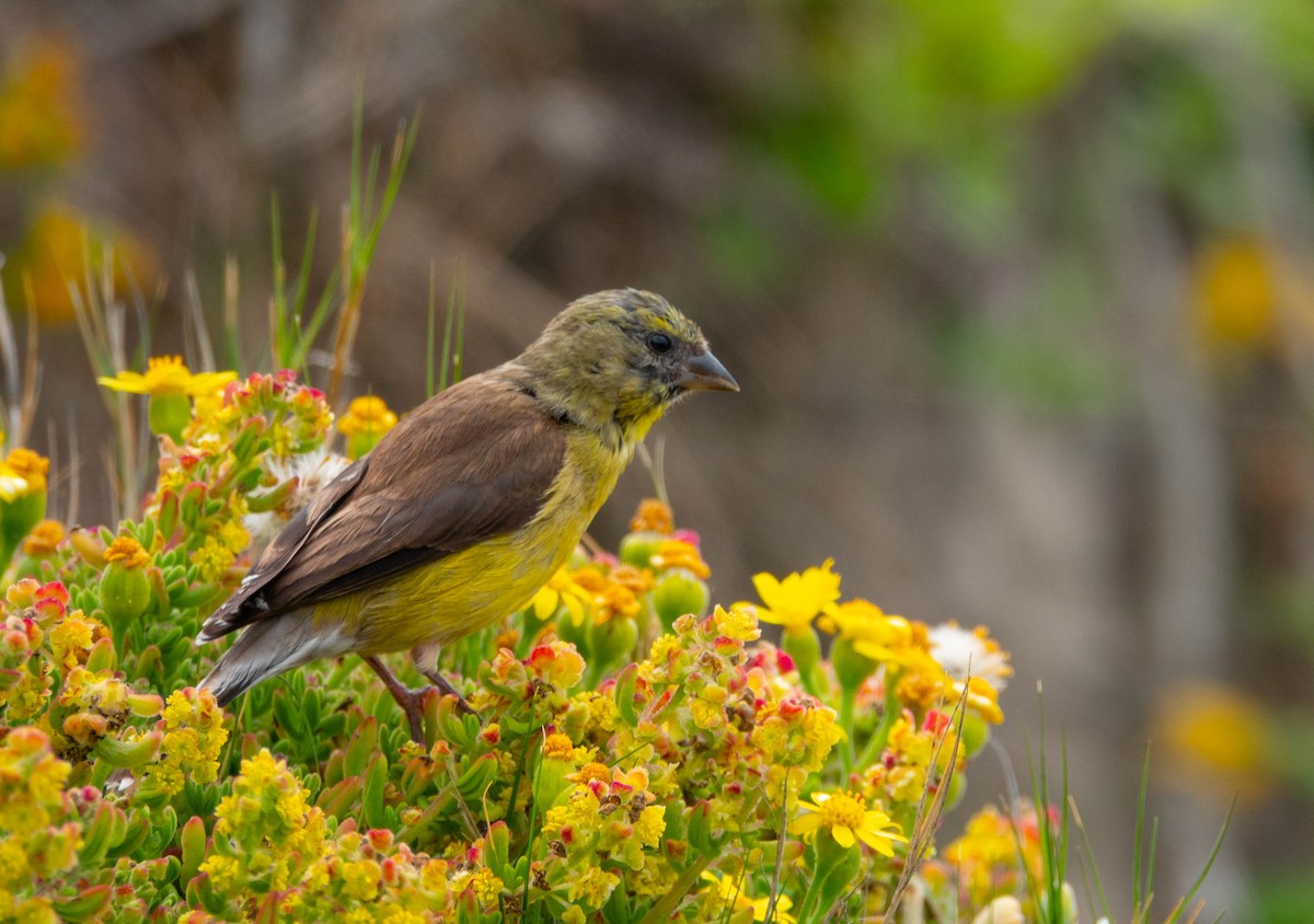 Cape Siskin - ML646284392