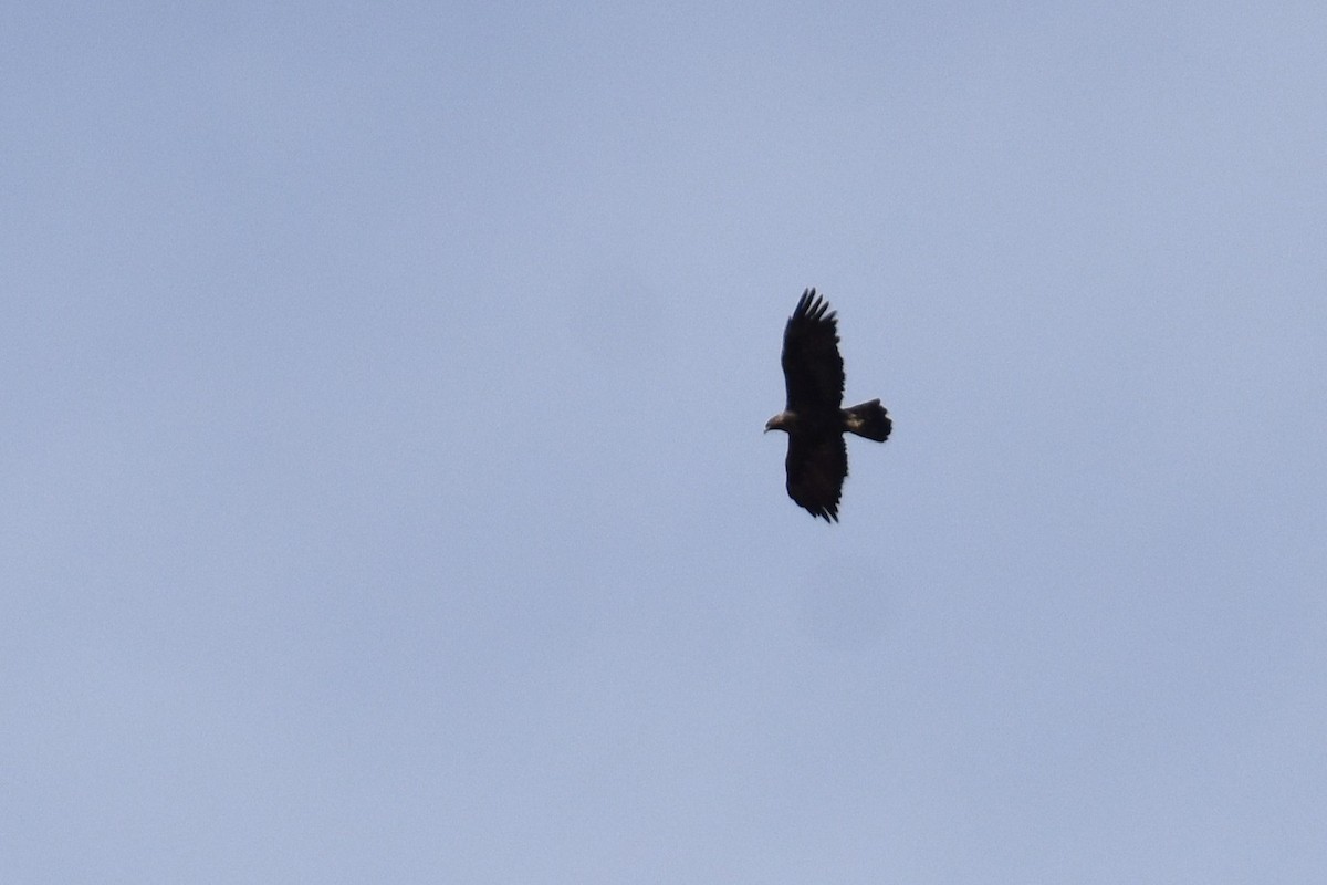 Golden Eagle - ML646284394