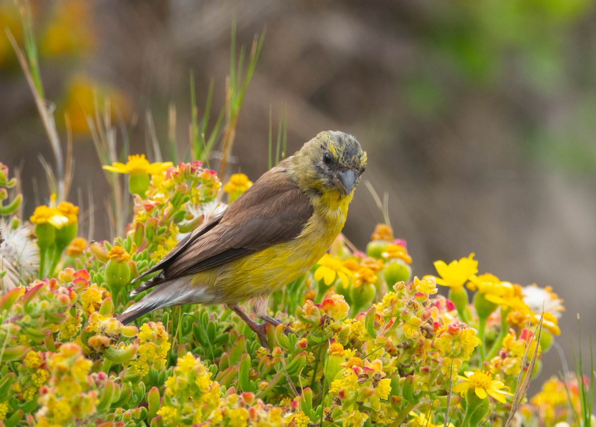 Cape Siskin - ML646284395