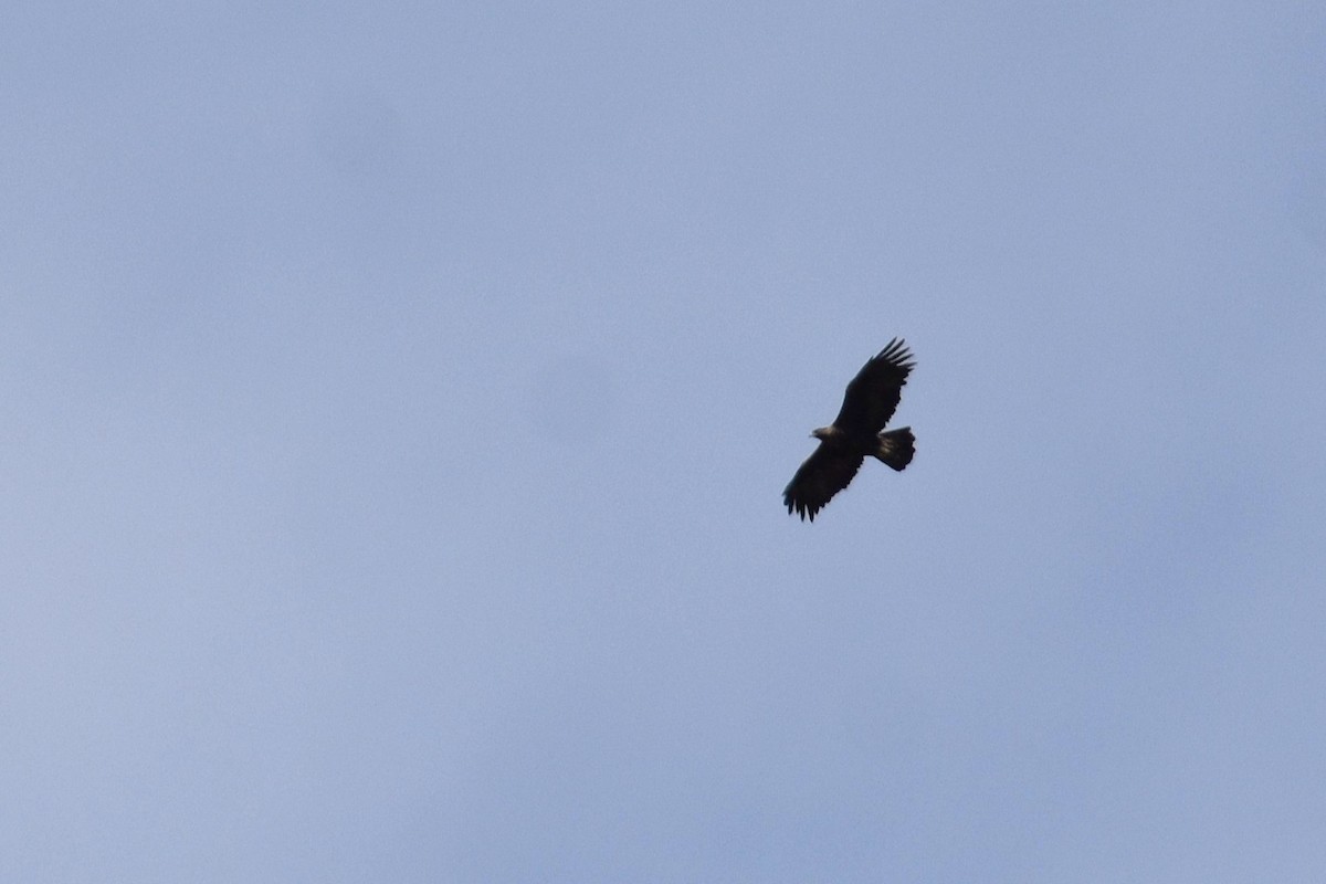 Golden Eagle - ML646284397