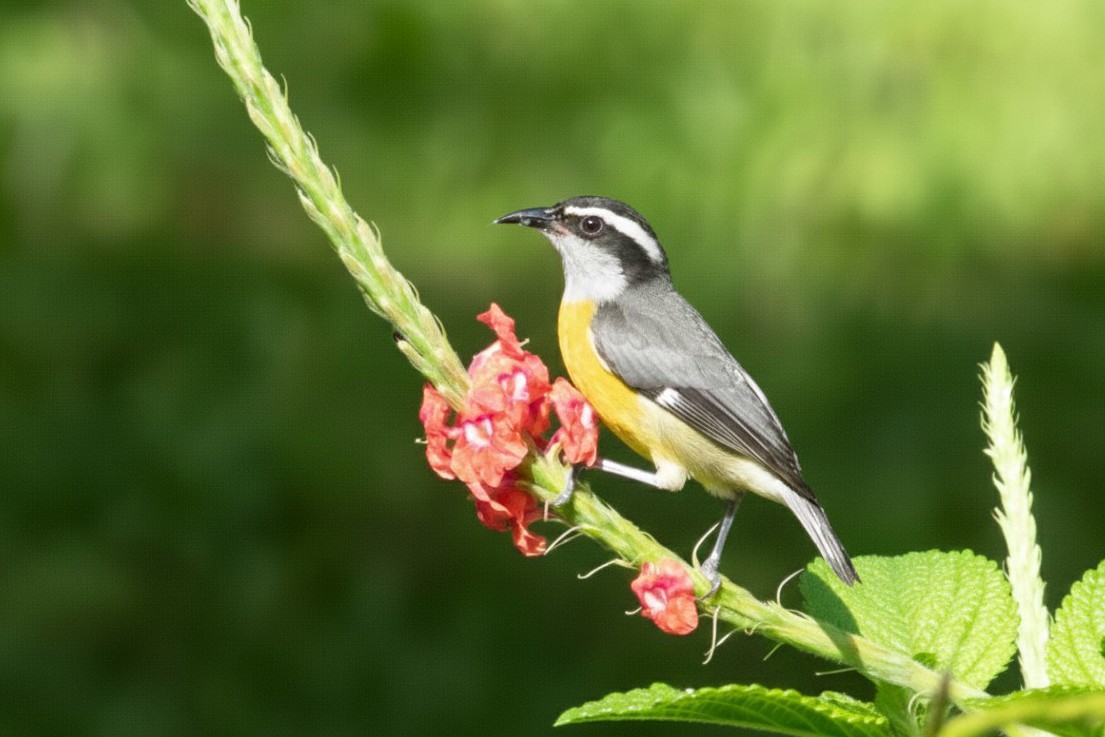 Цереба - ML646284398