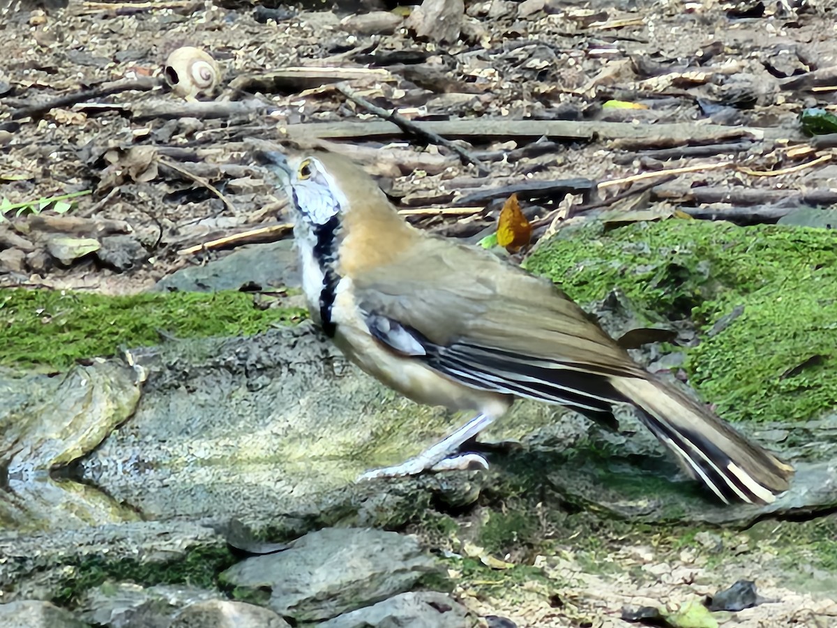 Greater Necklaced Laughingthrush - ML646284399