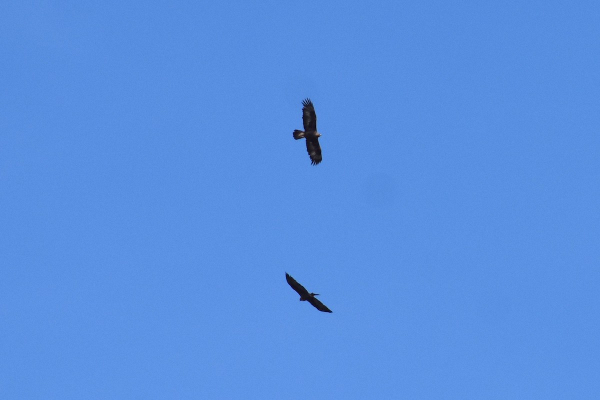 Golden Eagle - ML646284400