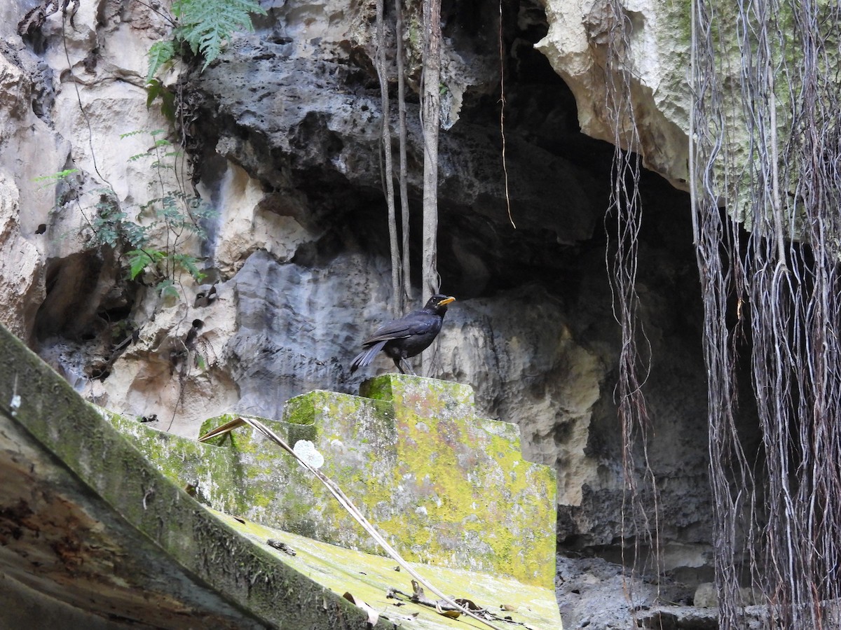 Blue Whistling-Thrush - ML646284406