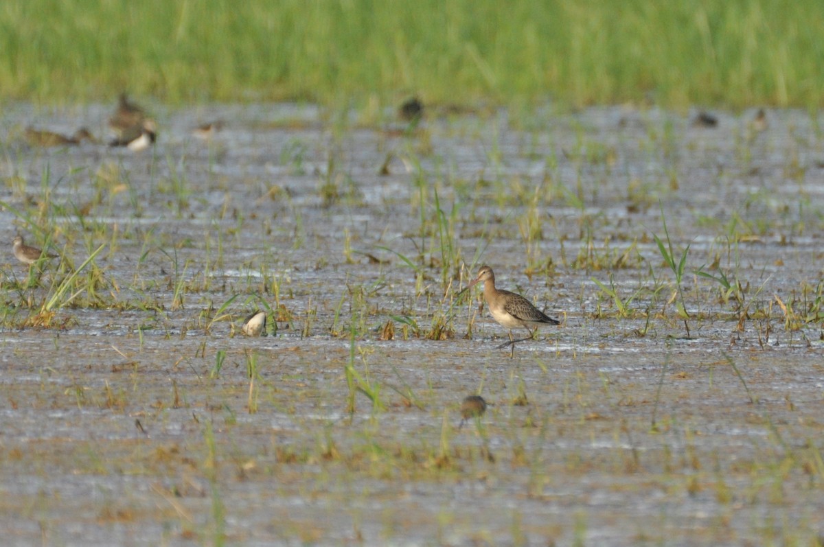Black-tailed Godwit - ML646284408