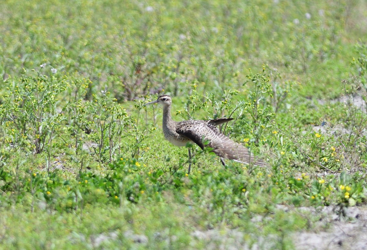 dvergspove - ML646284409