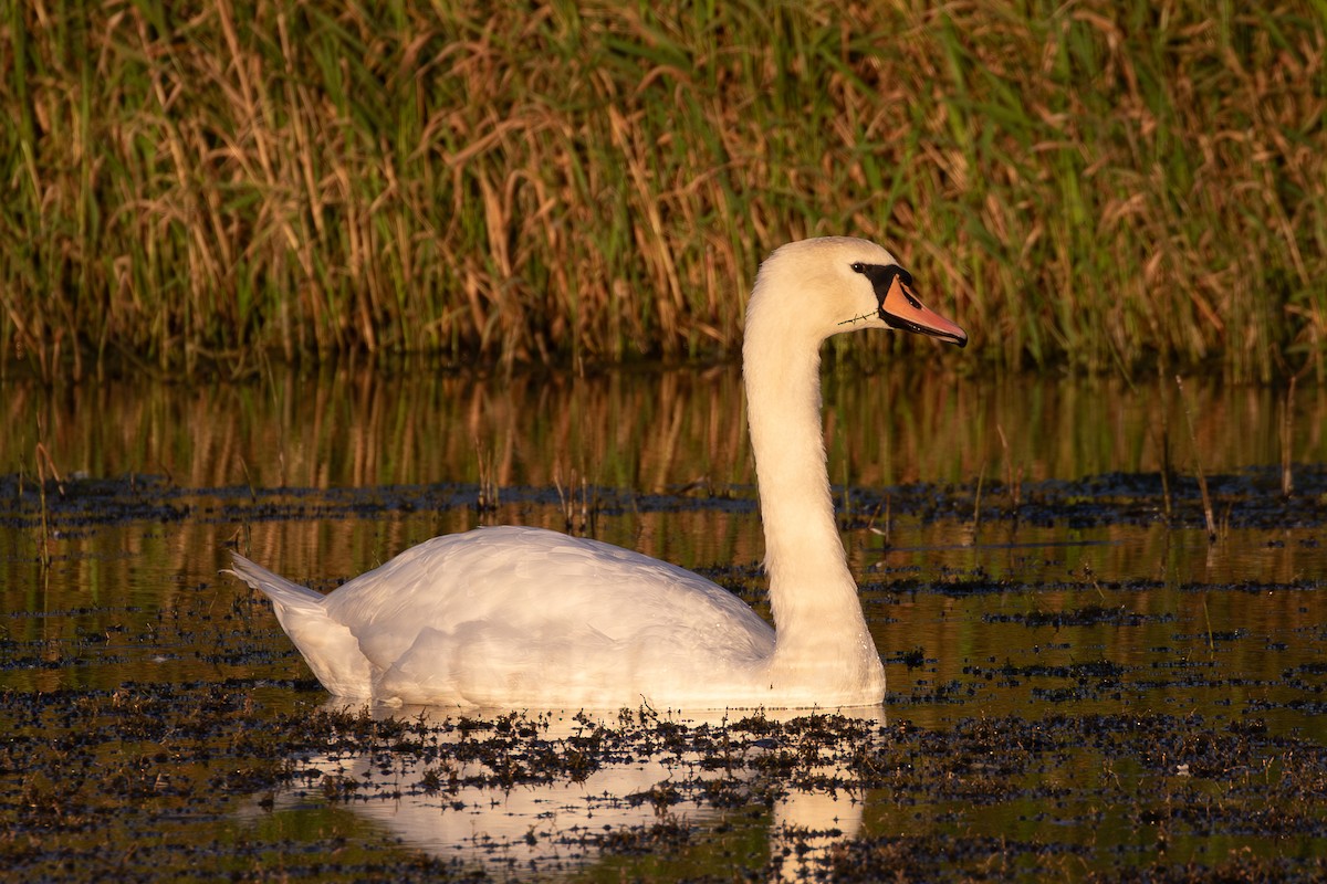 Mute Swan - ML646284410