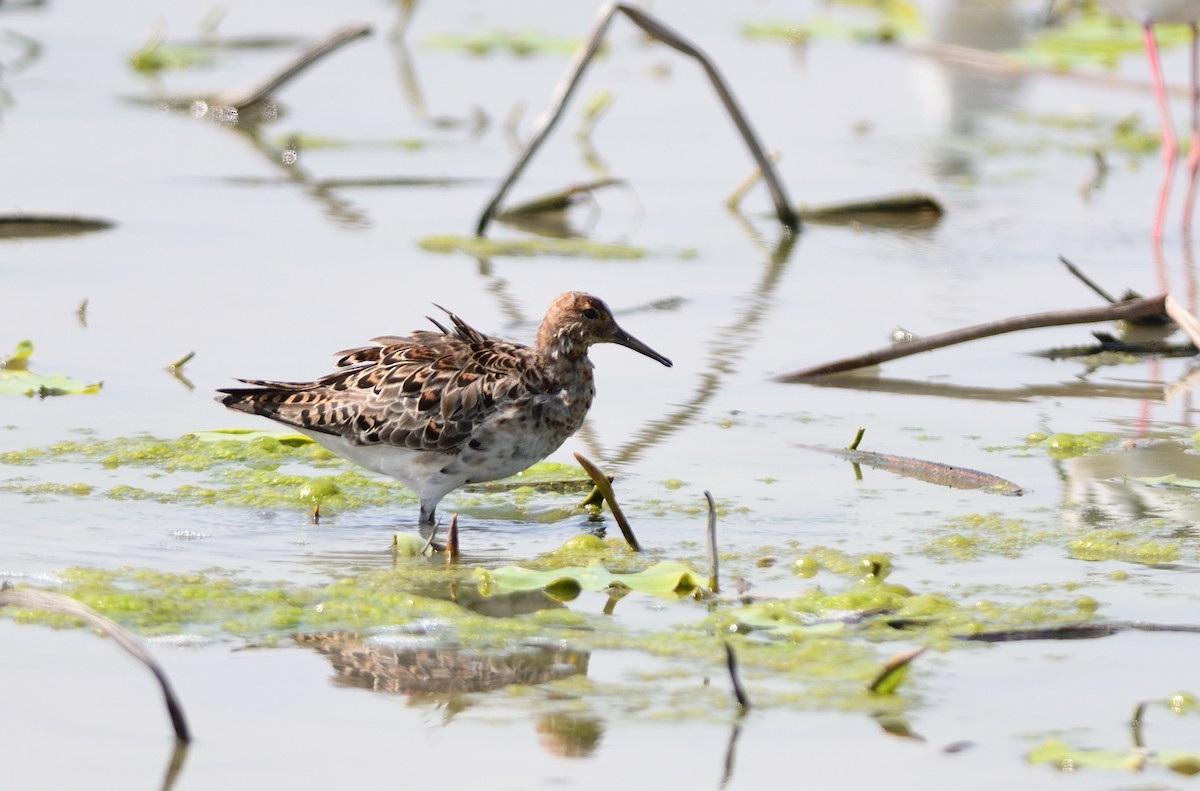 brushane - ML646284411