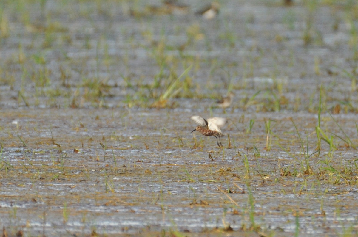 Curlew Sandpiper - ML646284415