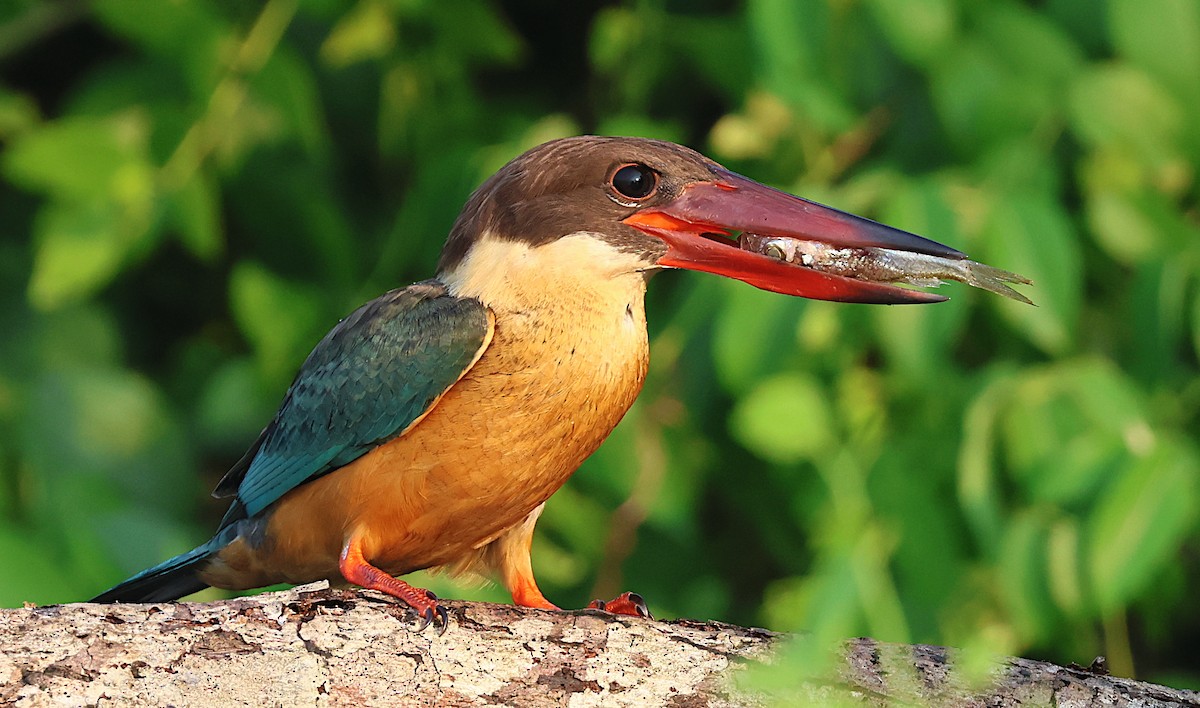 Leylek Gagalı Yalıçapkını - ML646284419